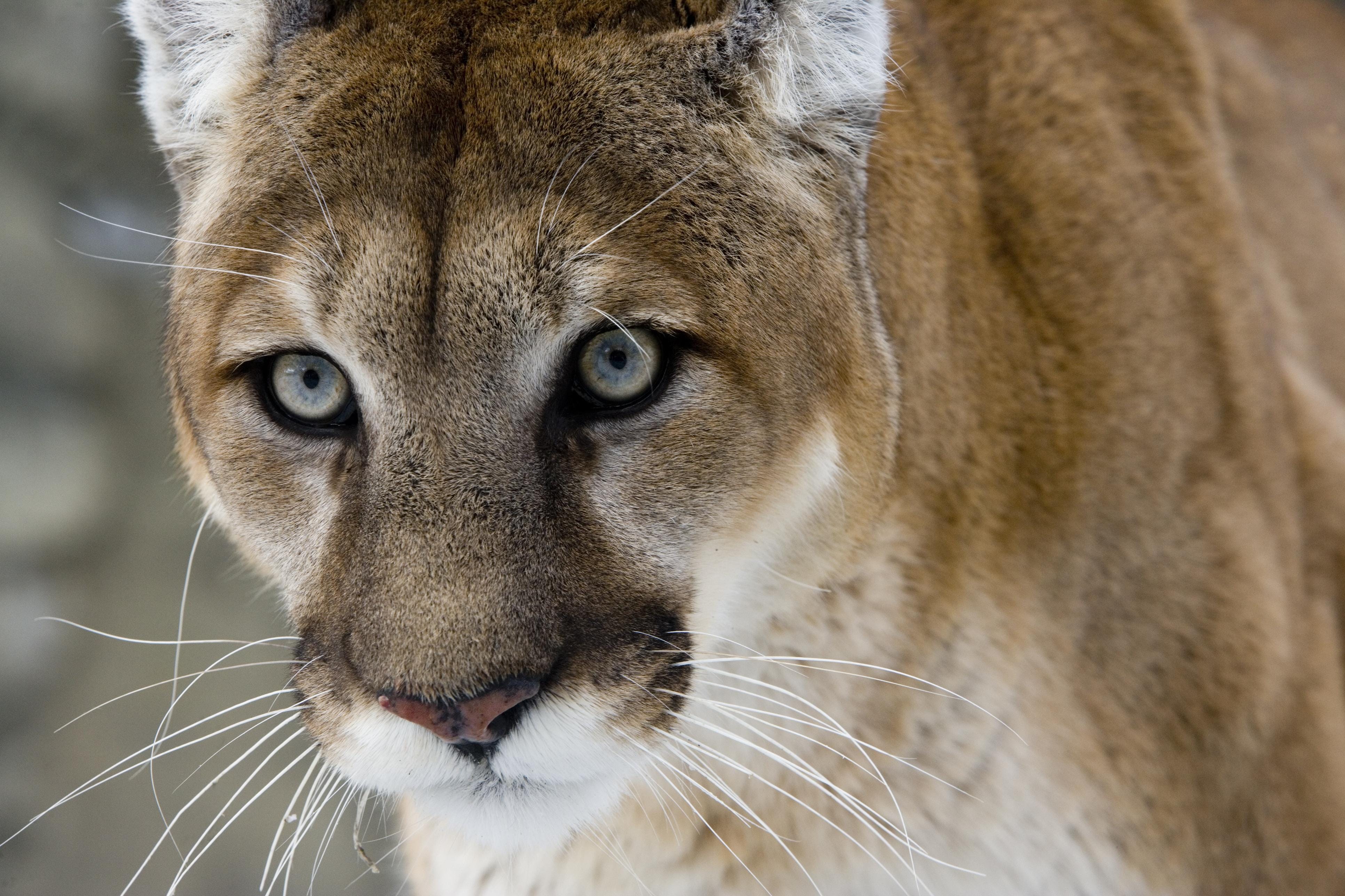 the eastern puma